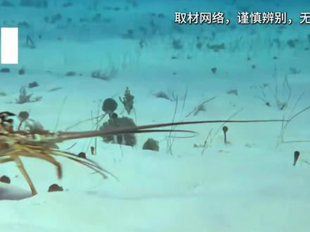 有些生物为什么要进化成特别好吃的样子 #涨知识 #万万没想到#虾下 #动物 #瓜子二手车