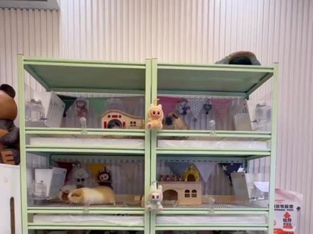 举报我干啥呀,我就是分享个教程#荷兰猪 #豚鼠 #饲养员日常