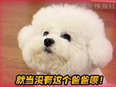 #狗狗#萌宠#爸爸带娃 这狗子怎么对妈妈和爸爸还有两幅面孔