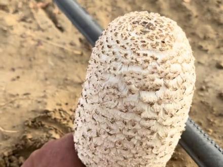 1分钟带你了解7种不同的野生菌#科普一下 #野生菌 #涨知识