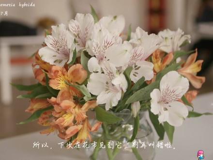 六出花:它的花瓣上为什么画满了“摩斯密码”? #六出花 #植物科普 #花语 #治愈系 #科普