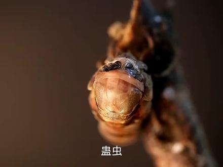 蛊虫是真实存在的!只是没有电视里和小说里那么神奇😏😏 #害虫