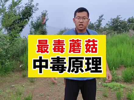 最毒蘑菇,中毒原理 (剧毒鹅膏菌的中毒原理) #毒蘑菇 #鹅膏菌 #蘑菇科普 #今天的抖音怎么菇里菇气的 #寻味春城