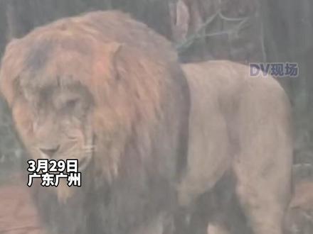 #广州长隆回应狮子静坐淋雨 喜欢雨天是很多动物的天性,目前狮子身体健康