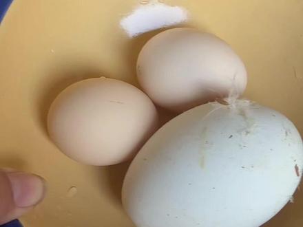 #爱吃蛋 #荷包蛋 #蛋 #跟着蛋神煮鸡蛋 蛋神就是蛋神 煮出来的蛋确实不是一般蛋……