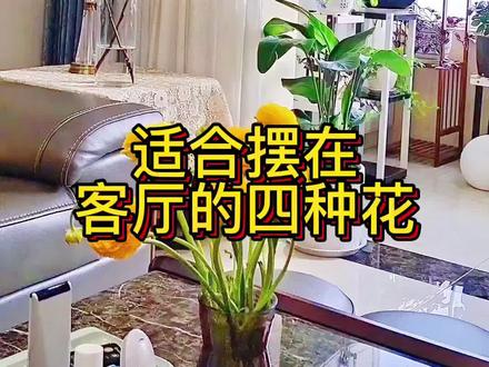 #花卉绿植 适合摆在客厅的四种花,你家摆了吗?#分享家庭养花知识 #养花 #养花小知识