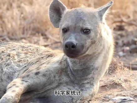 鬣狗独特的秘密,生育艰难,太神奇了 #内容启发搜索 #鬣狗