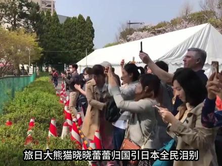 31 万人含泪别!旅日熊猫晓晓蕾蕾归国日本迎来首次无熊猫时代 #热点 #晓晓蕾蕾 #熊猫归国 #中日关系 #熊猫经济