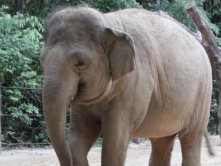 她简直是一头旁大的可爱小女孩儿来的#长隆野生动物园 #大象 #亚洲象玛利亚