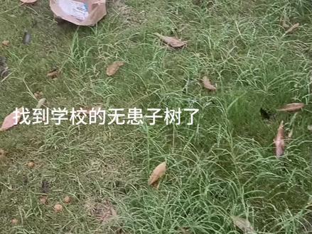 何以无患,无忧亦无患#无患子