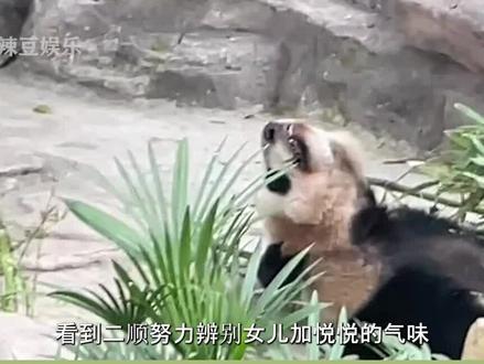看到二顺努力辨别女儿加悦悦的气味,才明白没有妈妈会忘记自己的孩子#熊猫 #二顺 #热门#国宝#加悦悦 #渝爱