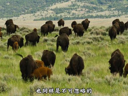 北美野牛:现实中的牛马,夏季修草犁地施肥,冬天又为狼群提供食物#北美灰狼 #北美野牛 #巨兽 #动物纪录片 #动物