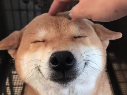 摸狗狗头对狗狗意味着什么。