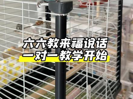 鹦鹉学说话,一对一教学,给鹦鹉放这段录音,重复放,每天早晚各半个小时!#鹦鹉学说话
