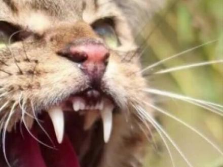 澳大利亚600万只野猫泛滥,越南爱吃猫肉,野猫出口越南会怎样?@西瓜视频#科学#上西瓜看知识#STAR