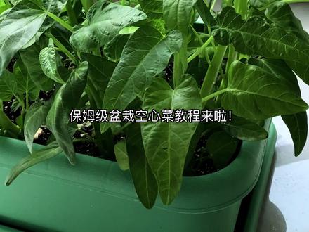 盆栽空心菜种植方法 保姆级教程✅盆栽空心菜,新手一学就会!
1️⃣催芽🌱种子泡水12-24h+,泡到发胖,湿纸巾包好催芽,3-5天露白发芽
2️⃣底肥💩盆底铺1/3的土+发酵羊粪+有机饼肥,搅匀再填满土,底肥足后面几茬才够脆嫩
3️⃣播种🌿我用了39×49×18cm的大方盆,每坑1粒,一共种了20棵,覆土1cm,轻轻压实
4️⃣防病💧定根水里加枯草芽孢杆菌+哈茨木霉菌,提前预防,阳台种菜没病害
5️⃣追肥⏳长出2-3片真叶后开始追肥,有机饼肥泡4h灌根,每隔10天来一次
6️⃣采收✂️适宜温度下,45天左右开吃!记得留两个芽点,越掐越多,一盆能吃大半年
👉家里有空盆的,赶紧安排!#种菜小技巧 #阳台种植 #阳台种菜 #空心菜种植 #盆栽蔬菜