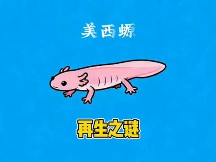 美西螈的再生之谜 蝾螈可以再生,而这可以应用于人类医学,或许永生不是问题。#科普 #科普动画