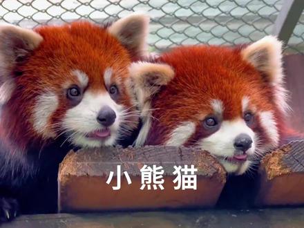 呆萌可耐的小熊猫#小熊猫#猫咪 #可爱动物 #搞笑