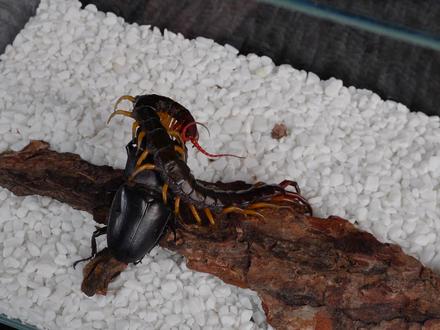 蜈蚣 VS 大甲虫,结局会怎样?