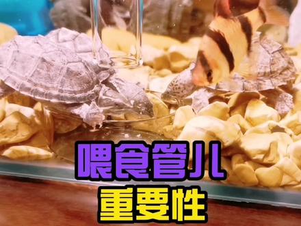 喂食管儿真的挺有用的 Nick再也不担心龟龟吃饭掉的满地都是了#龟龟🐢 #喂食管 #养龟小技巧