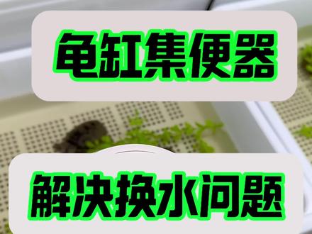 龟缸集便器 加厚设计,解决频繁换水问题#集便器 #龟缸过滤 #龟缸