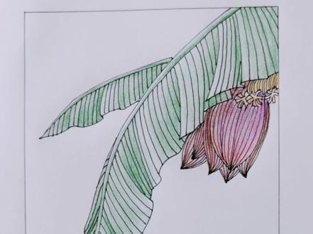 #画画 #手绘 芭蕉叶拍线小画