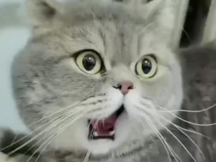 多功能的浏览器你见过吗!!#悟空浏览器