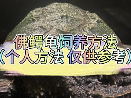 龟友们想看的 佛鳄龟培养方法技巧 来了,想到哪里说哪里,视频方法仅代表个人,仅供参考,你们也可以跟其他人的方法再加上你们自己的方法综合一下。 #佛鳄龟培育培养 #佛鳄龟 #佛鳄 #养龟日常 #鳄龟饲养教程