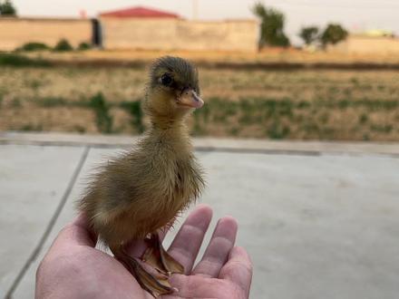 我孵出来一只小科尔鸭 #农村生活 #科尔鸭