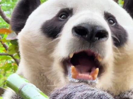 爱吃竹子的熊猫 #内容启发搜索 #动物世界