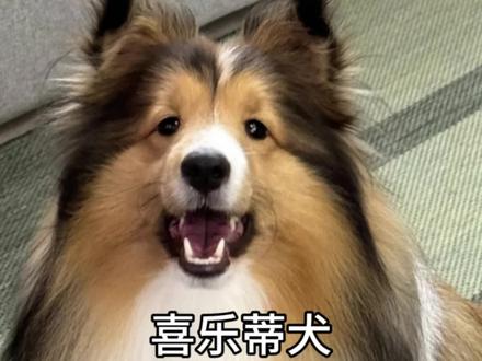 每天教你认识一种狗狗#喜乐蒂 #狗狗 #萌宠 #宠物知识