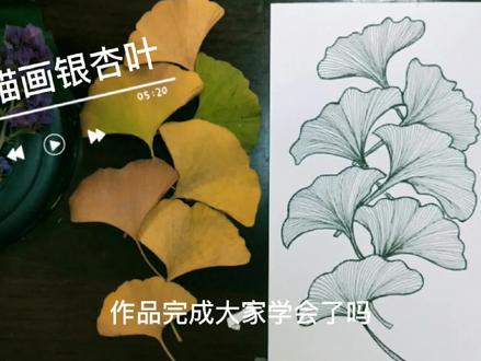用简单的方法画,线描画银杏叶,适合小白