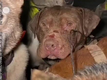 #西北刀客#公益护农狩猎队