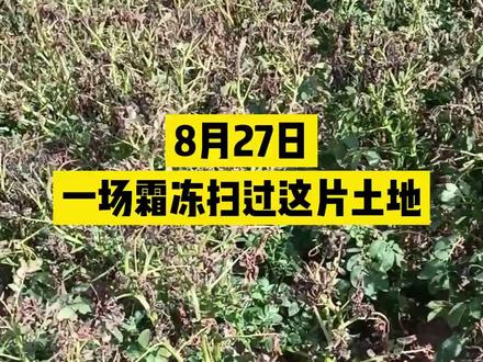 这里是内蒙古察哈尔右翼中旗,一晚的霜冻,让当地的玉米、土豆和葵花都低了头#霜冻