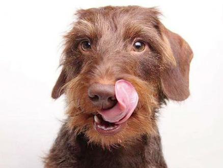 狗狗为什么经常会舔鼻头。@抖音小助手