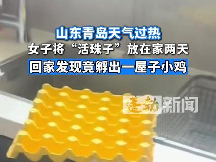 山东青岛天气过热,女子将“活珠子”放在家两天,回家发现竟孵出一屋子小鸡。#天气过热活珠子孵出小鸡