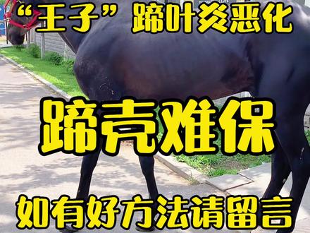 “王子”蹄叶炎恶化,如有好方法请留言 #汗血宝马 #抖音热门 @DOU+小助手