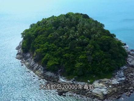 大连蛇岛的毒蛇,为何会变得越来越凶猛?人类该消灭它们吗?#科普 #科普一下 #科普达人 #科普知识 #创作者扶持计划