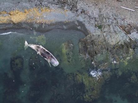 一头六十吨重的鲸鱼尸体,为成长中的北极熊提供了食物来源 #北极熊 #动物解说 #动物世界