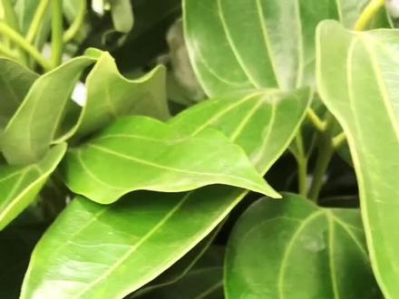 平安树养护有妙招,就这关键几步,让平安树开启疯长模式……@抖音小助手 #养花小知识 #花卉绿植 #推广小助手