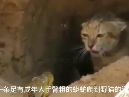 一条蟒蛇爬到了小猫一家的洞口,它虎视眈眈的盯着洞里的小猫 #爱护大自然保护野生动物 #奇妙的动物 #野生动物 #动物成精 #万物皆有灵性