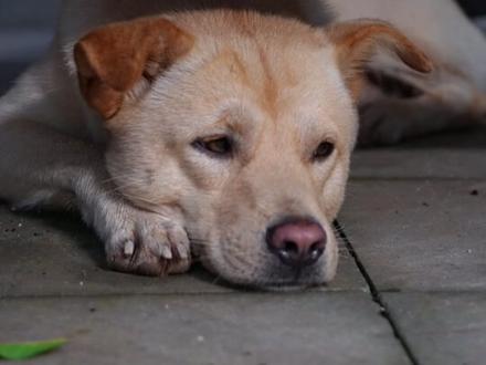 复原两千多年前 女皇武则天御用的高级养颜妆粉——玉女桃花粉#谷雨美白奶罐 #面霜 #一见爱上传统文化