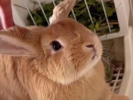兔兔咬人的四个原因 #兔兔 #兔子 #新手养宠 #宠物