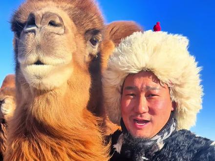 牧民家宰骆驼啦,给你们看看骆驼风干肉是怎么做的? #真实生活分享计划 #草原美食 #牧民生活 #宰骆驼#牧区生活