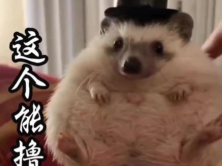 这些动物能撸吗? #动物 #保护野生动物 #神奇动物在抖音#科普 #大猫