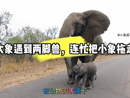 大象遇到“两角怪”,紧忙叫小象赶紧走!#搞笑配音 #动物世界