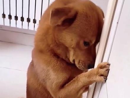 狗狗被误解的行为 #养狗经验分享 #萌宠计划