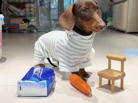 小狗机关枪~(萝卜纸巾进阶版挑战) @超级无敌大开门 #一夜之间萌宠都认识了萝卜 #萌宠认物挑战 #万物可爱计划 #晒出你的狗凝时刻