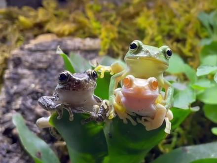 两栖爬宠老爷树蛙饲养入门简介,可爱萌宠#爬宠 #神奇动物在抖音 #异宠 #豹纹守宫 #蛙 #鬃狮蜥 #养鱼日记 #蛇 #乌龟