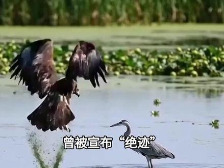 曾被宣布“绝迹”,26年在江苏洪泽湖罕见现身,还一下来了仨!